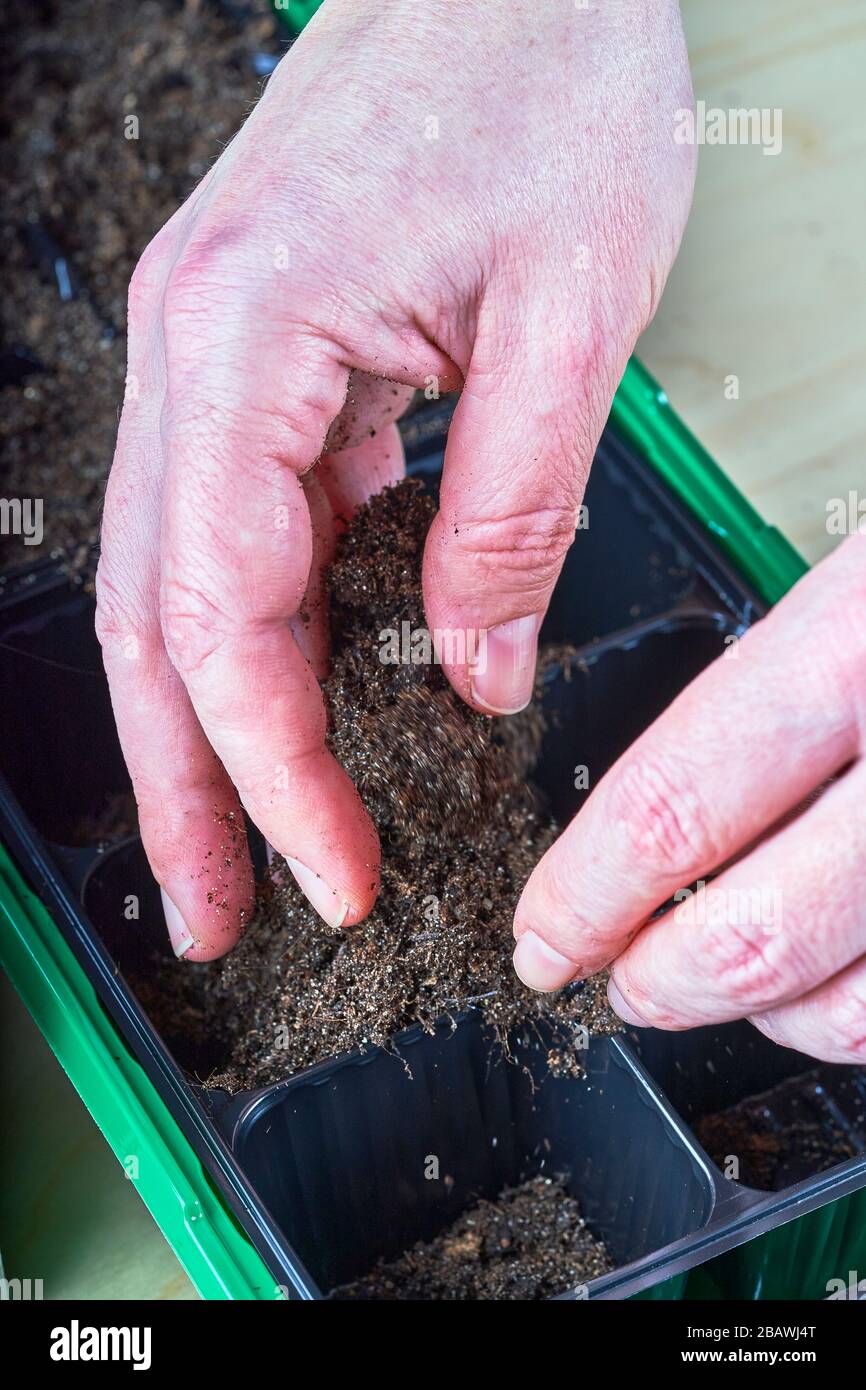 Kleine Kunststofffächer handschriftlich mit einem Boden füllen oder einige sehen Pflanzen. Stockfoto