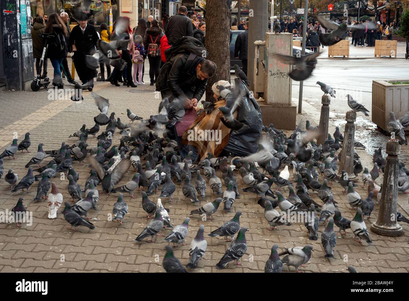 Alte, obdachlose Bettler, umgeben von zahlreichen Tauben, die auf dem Bürgersteig oder Bürgersteig in Sofia, Bulgarien, EU um Geld betteln Stockfoto
