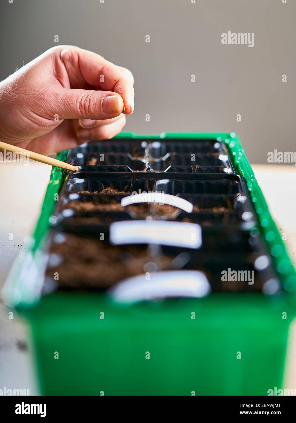 Zwischen den Fingern wird ein Tomatensamen gehalten, der in den Boden fallen kann. Stockfoto