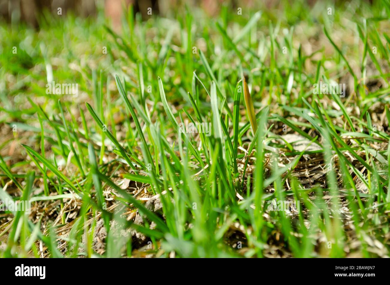 Frisches grünes Gras in der Nähe. Federgrashintergrund. Stockfoto