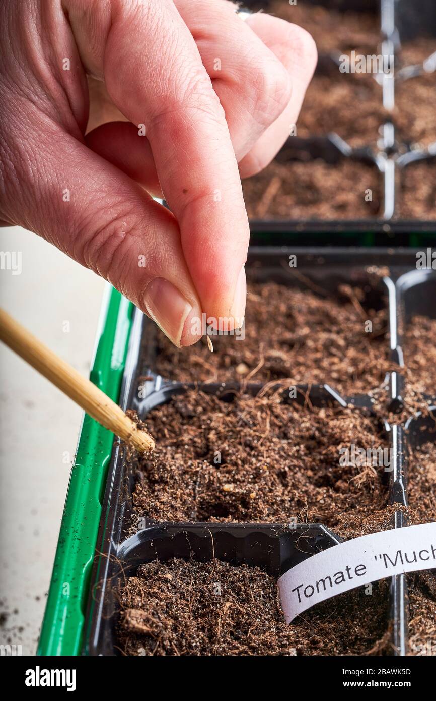 Ein Tomatensaat wird gerade zwischen die Finger fallen gelassen. Stockfoto