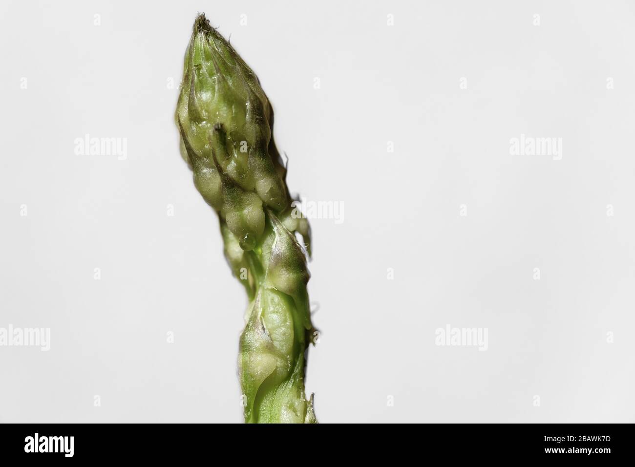 Isolierter wilder italienischer Spargel auf hellem Hintergrund, echtes gesundes Essen Stockfoto