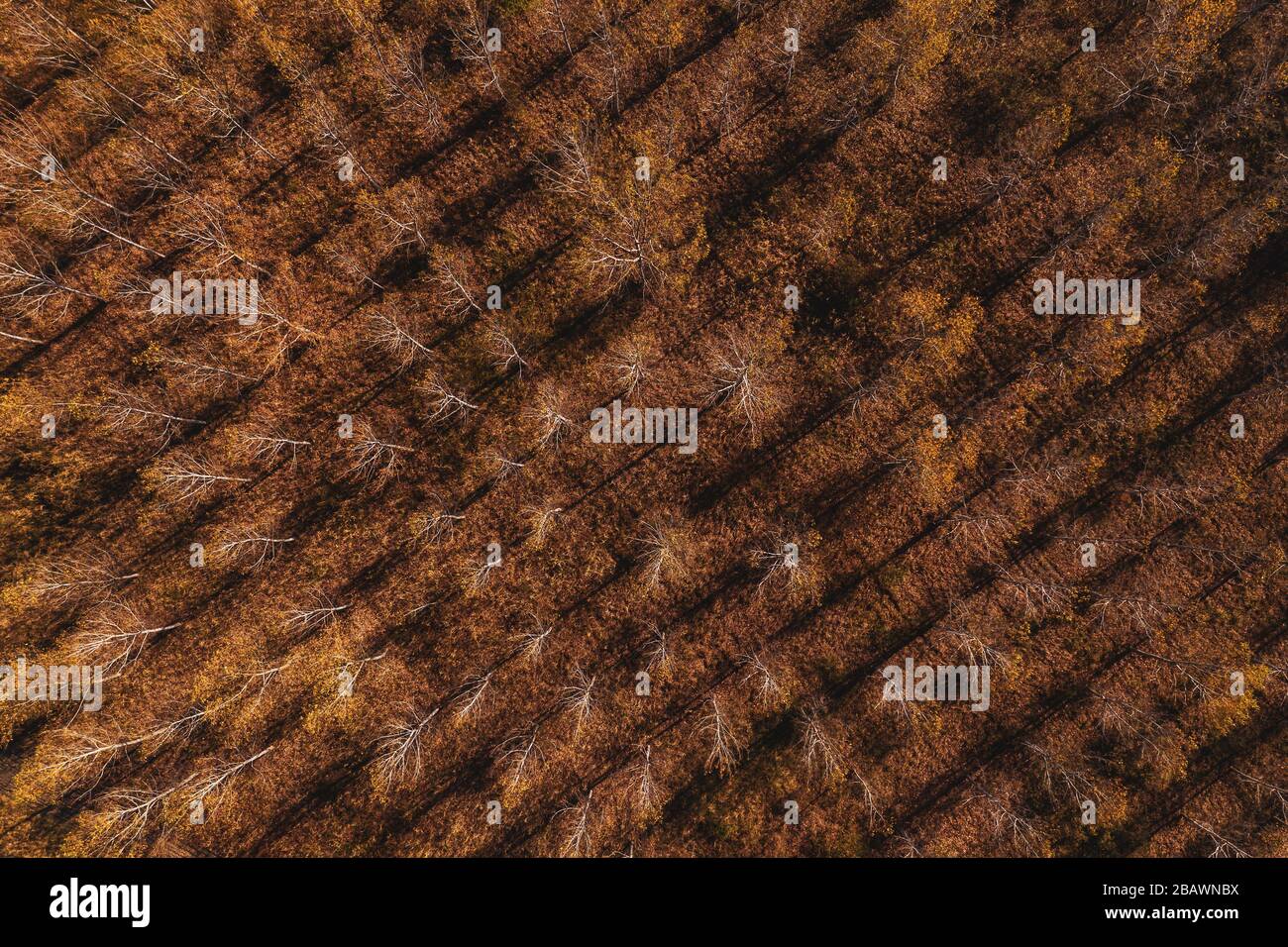 Antenne Blick von oben auf die cottonwood Wald im Herbst von Drone pov Stockfoto