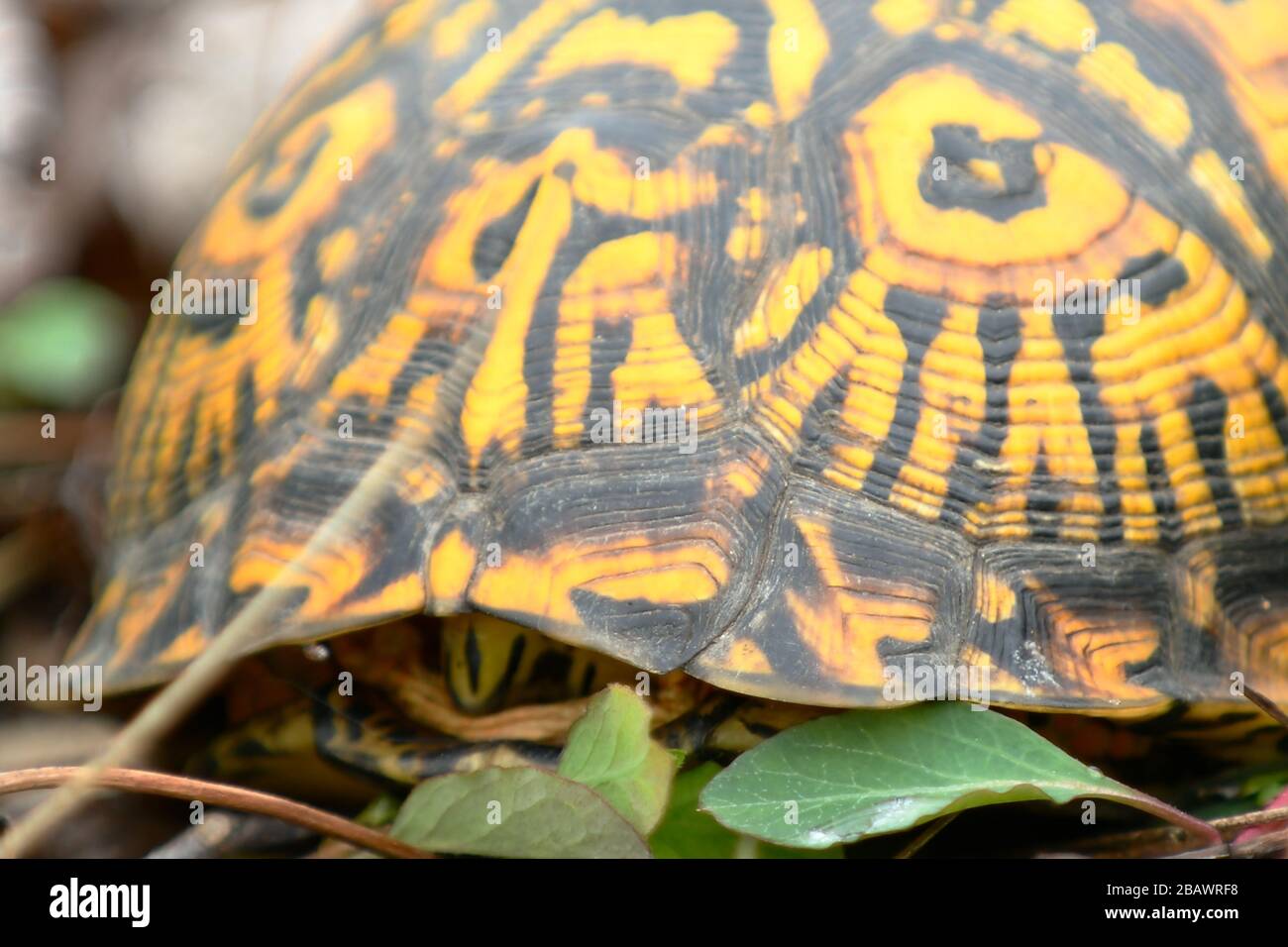 Schließen Sie die Eastern Box Turtle mit einem Peeking aus der Schale Stockfoto