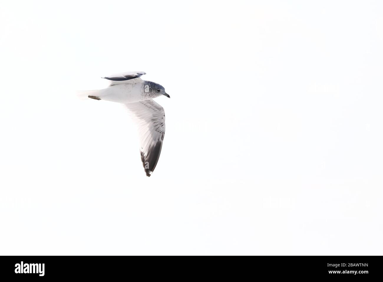 MEW Gull fliegt über den Himmel Stockfoto