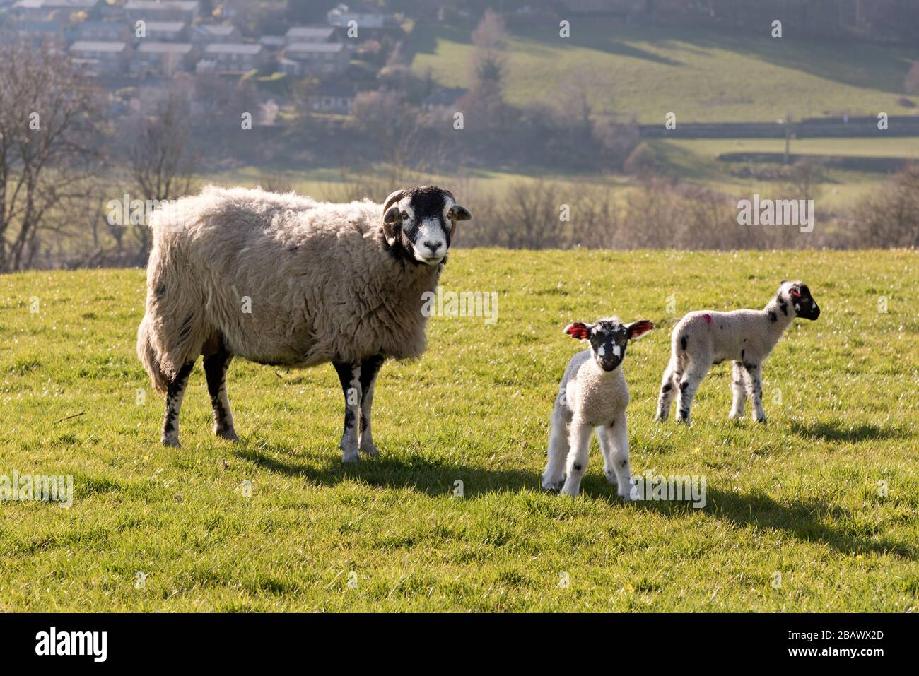 An einem sonnigen Frühlingstag ein Swaledale Ewe mit ihren beiden Lämmern, Grazen in der Nähe von Settle, North Yorkshire, Großbritannien. Stockfoto