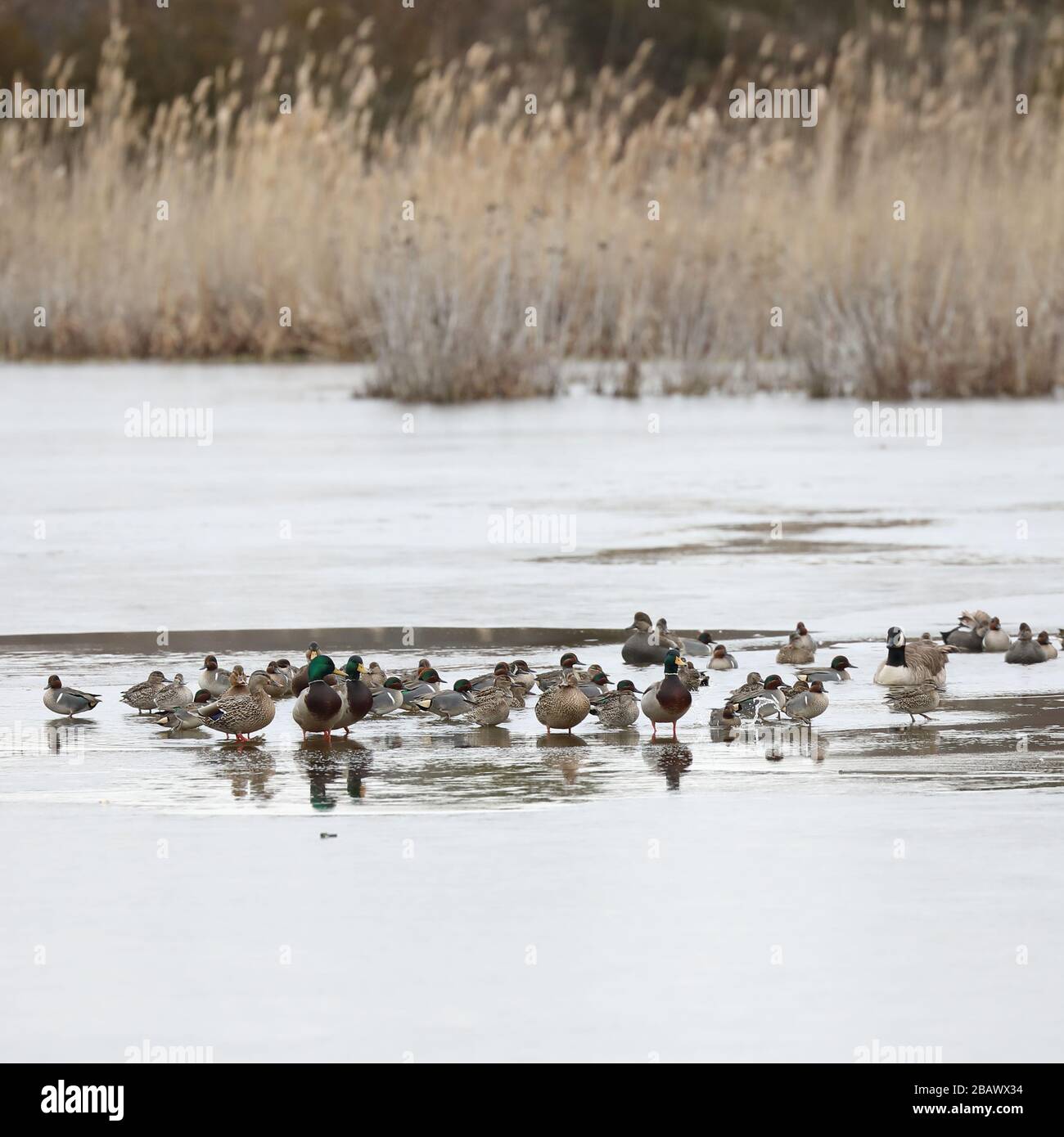 Mehrere Winterducken-Arten versammelten sich während eines Tages unter Null im See Stockfoto