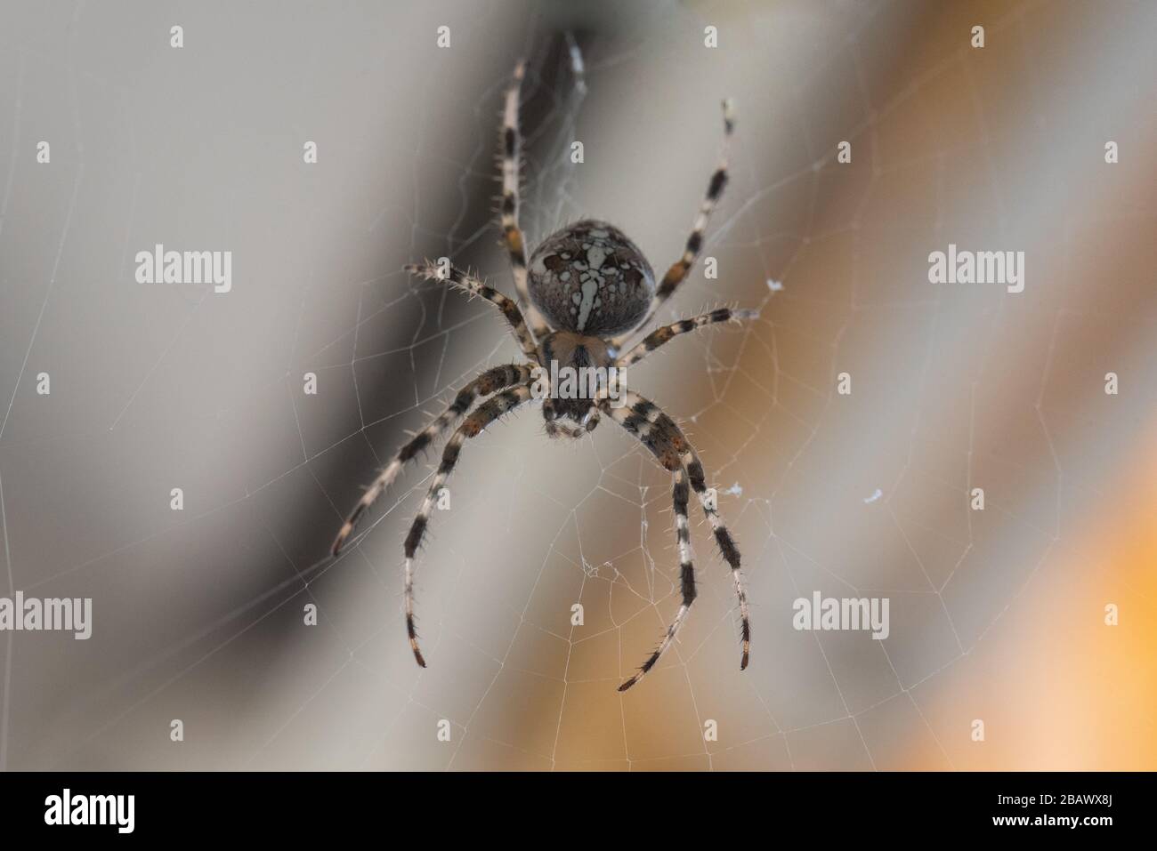 Ein Spider mit einem schönen Streifenmuster, der in seinem Kopfsteinpflaster auf dem Balkon auf Beute wartet Stockfoto