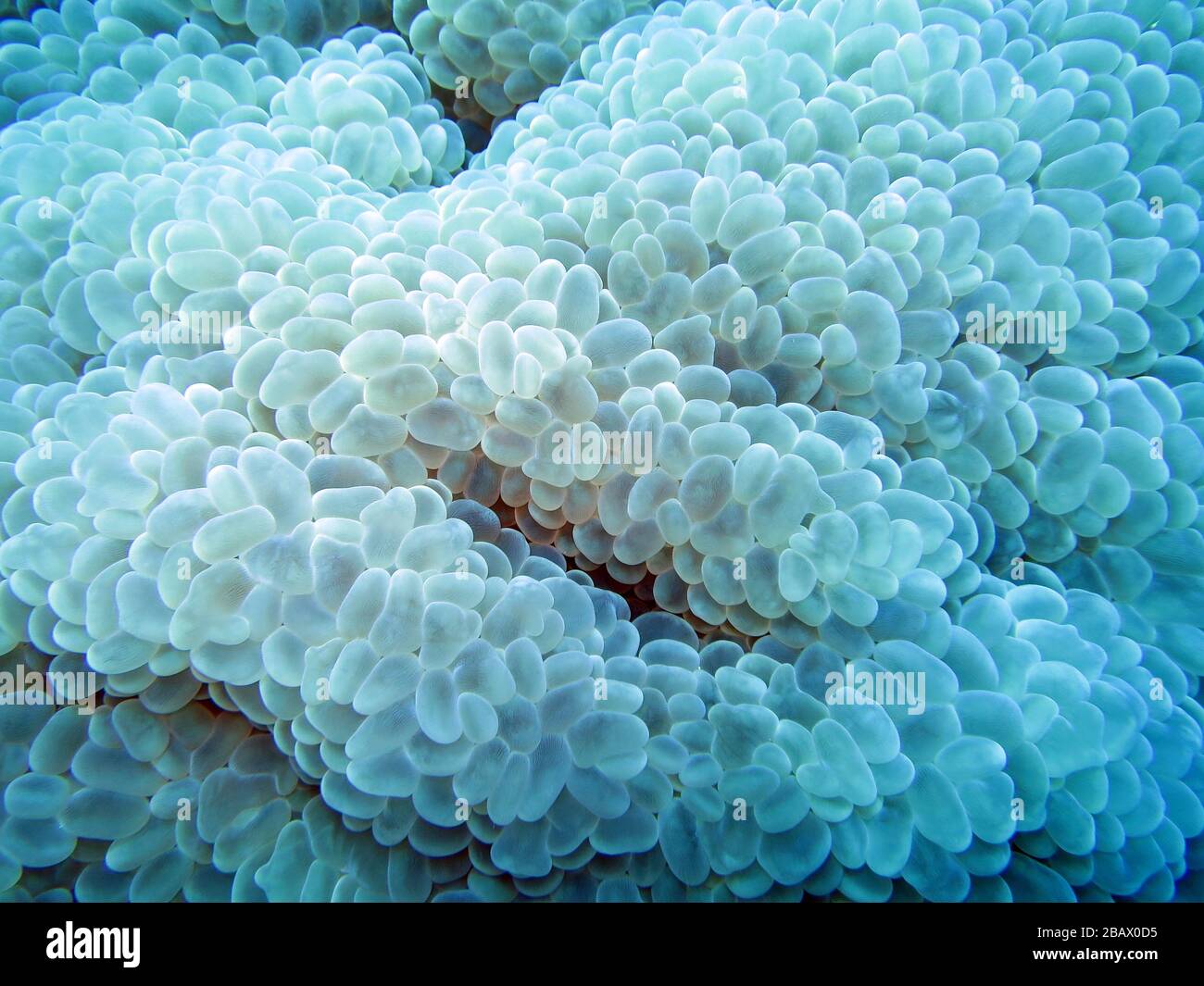 Blasenkoralle - Plerogyra sinuosa Stockfoto