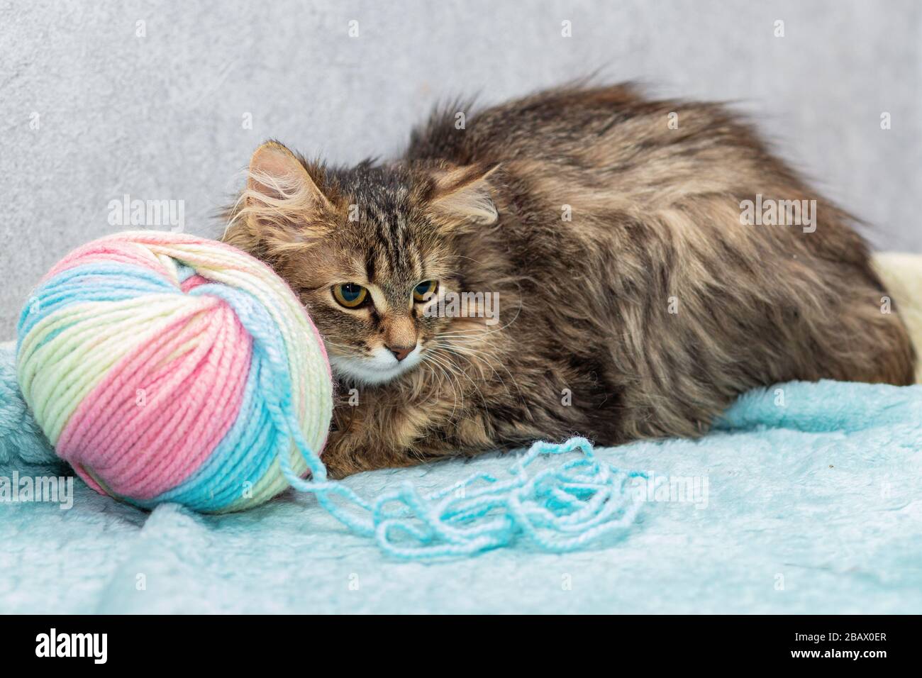 Flauschige, breedless Katze liegt neben einem großen Wirrkäuel aus Wolle. Stockfoto