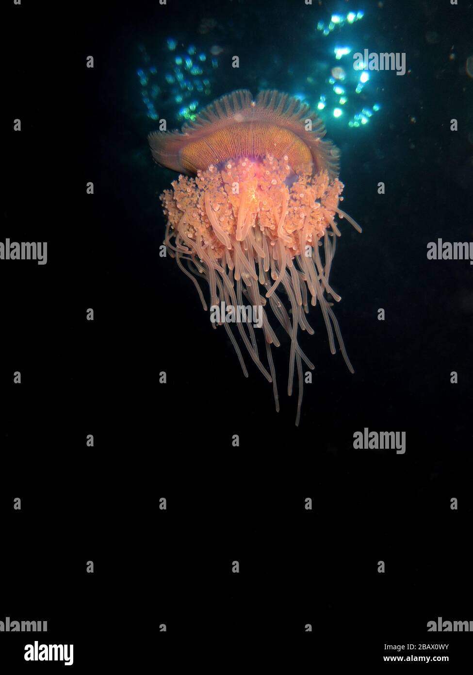 Kronenqualle Netrostoma setouchina, Rotes Meer, Ägypten Stockfoto