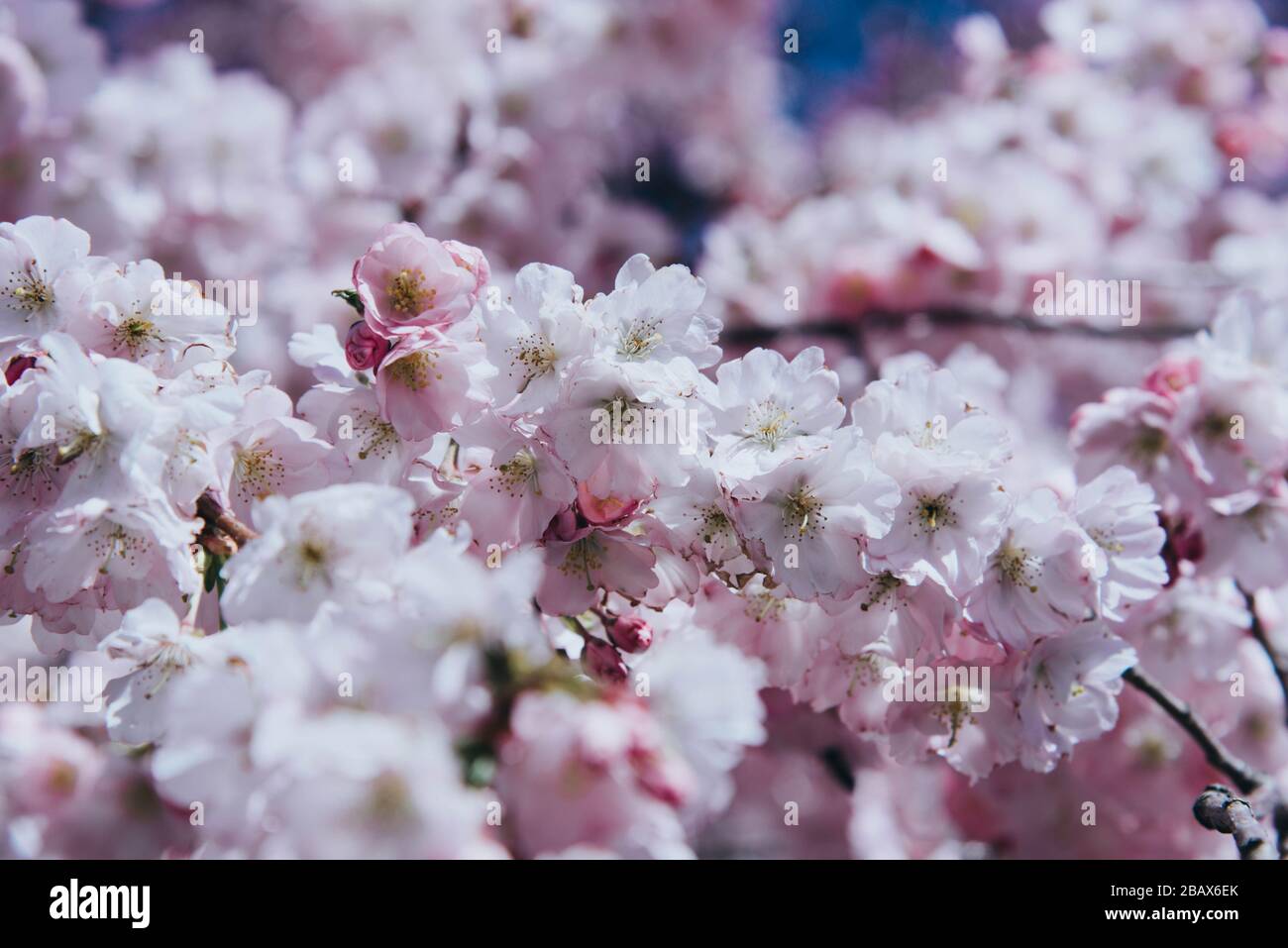 Blumen der Kirschblüten an einem Frühlingstag. Stockfoto