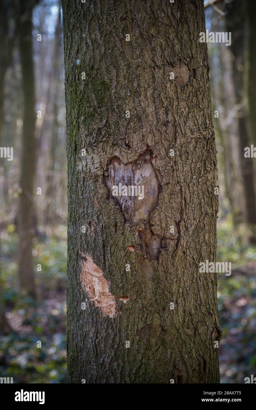 eart Form in einem Baum gehauen Stockfoto