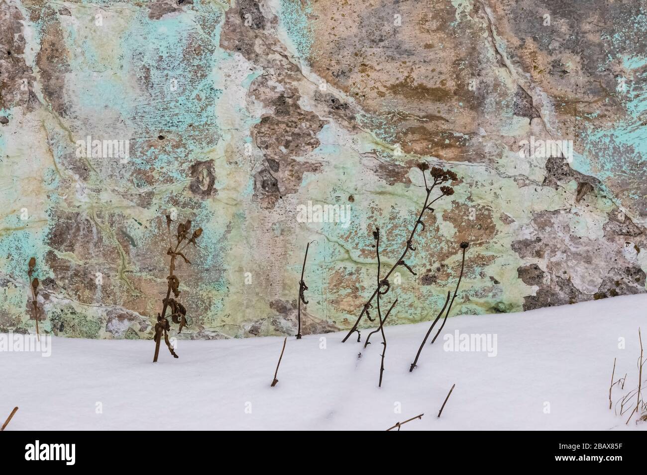 Winterliche Wildblumen, getrocknet und kontrastiert mit einem bemalten und verwitterten Betonfundament in Joe Batt's Arm, Fogo Island, Neufundland, Kanada Stockfoto