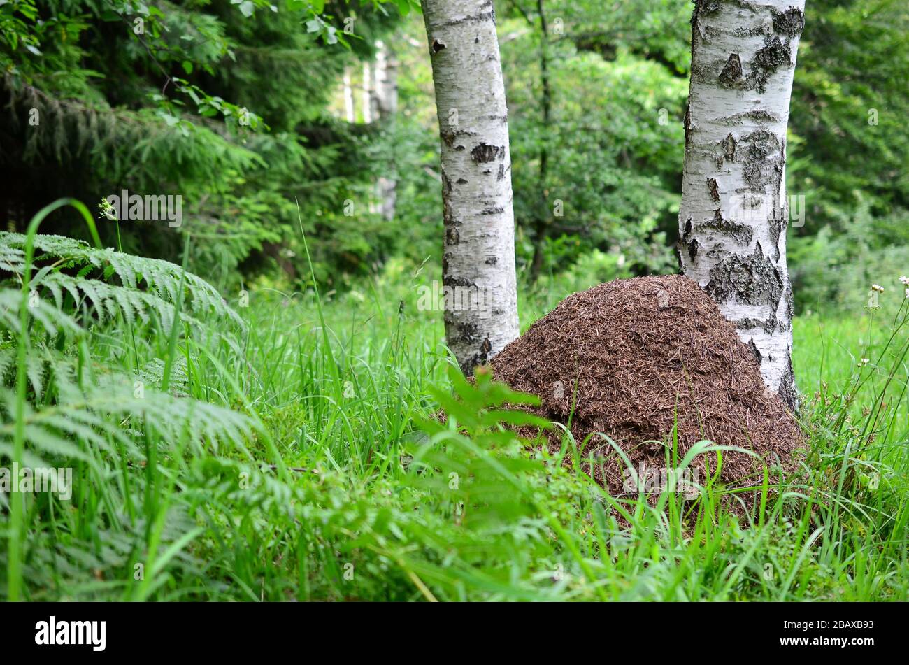 Großer Ameisenhügel am Fuße zweier Birken auf der Bergwiese Stockfoto