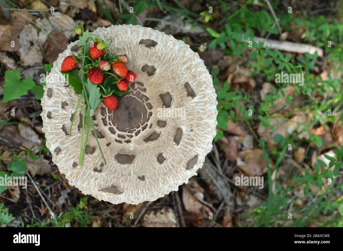 Haufen wilder Erdbeeren auf Macrolepiota procera oder Parasolpilz in natürlichem Lebensraum, Blick von oben Stockfoto