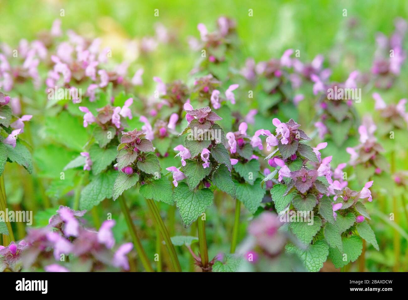 Wildwiese im Frühjahr. Melissa mit pinkfarbenen Blumen, die an einem sonnigen Tag in einer Lichtung im Wald wachsen. Stockfoto