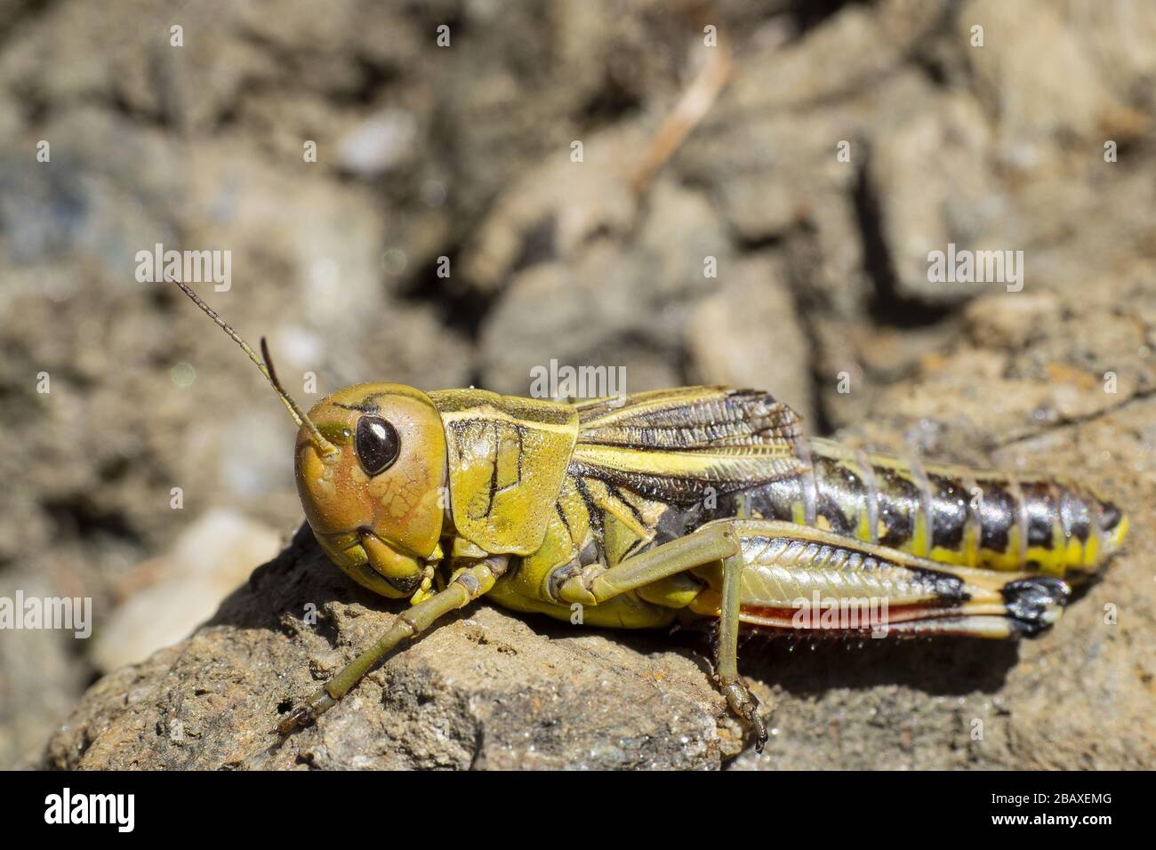 Nahaufnahme einer gelbgrünen Greifschere auf dem Boden Stockfoto