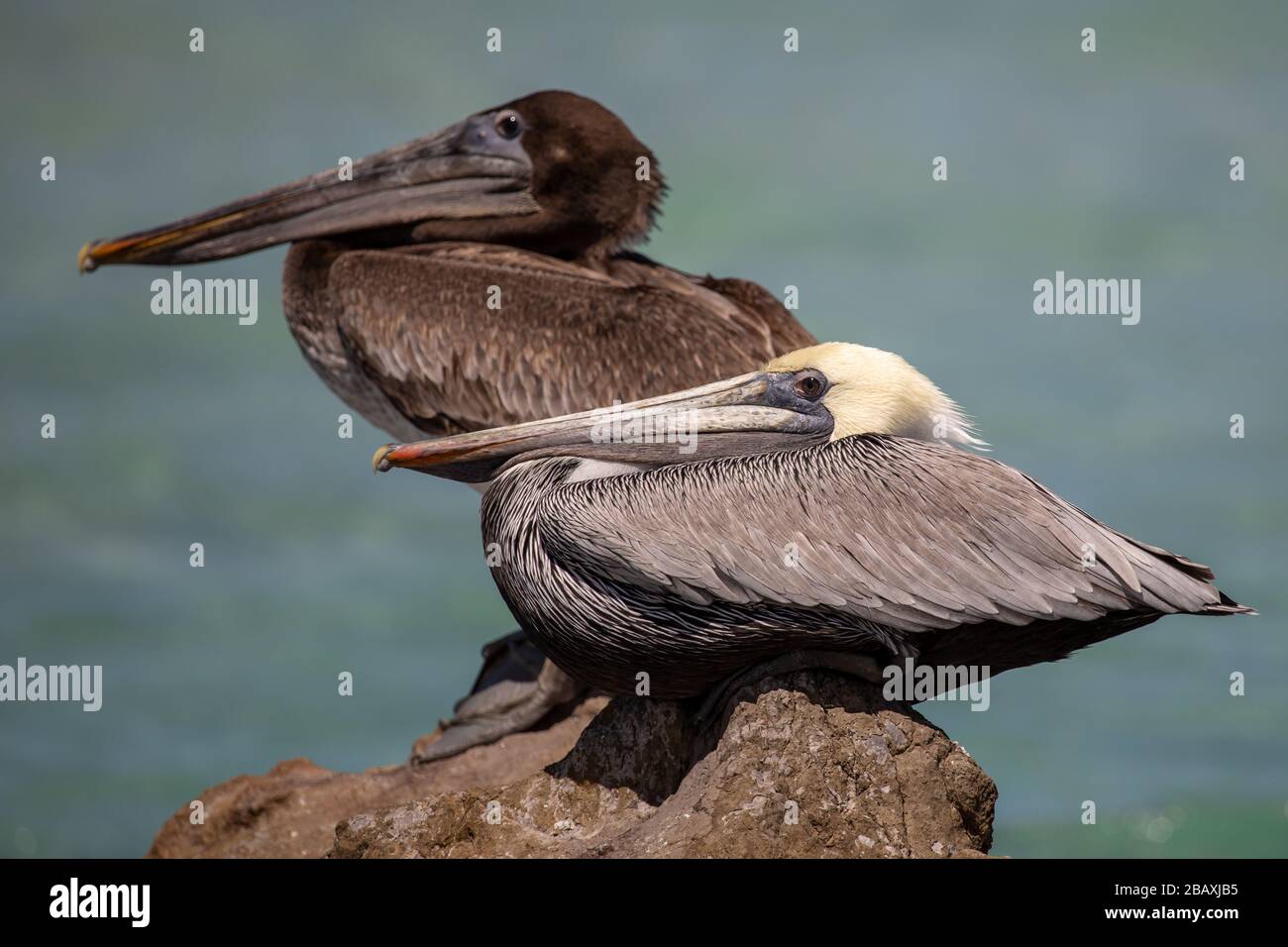 Zwei Generationen von braunen Pelikanen, Vater und Sohn, ruhen friedlich am Ufer Stockfoto