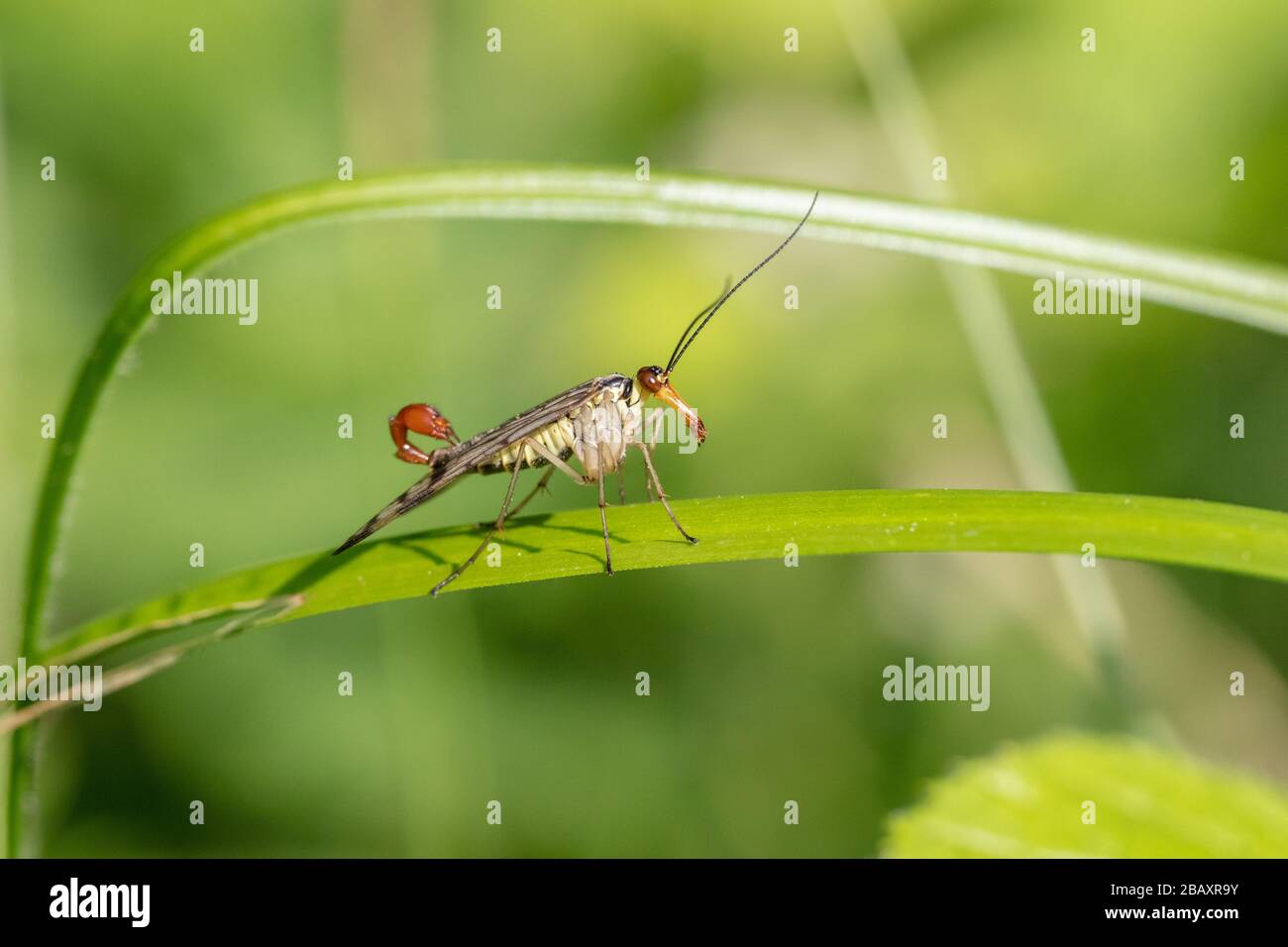 Männliche gewöhnliche Skorpionfliege (Panorama communis), die auf einem Blatt ruht Stockfoto