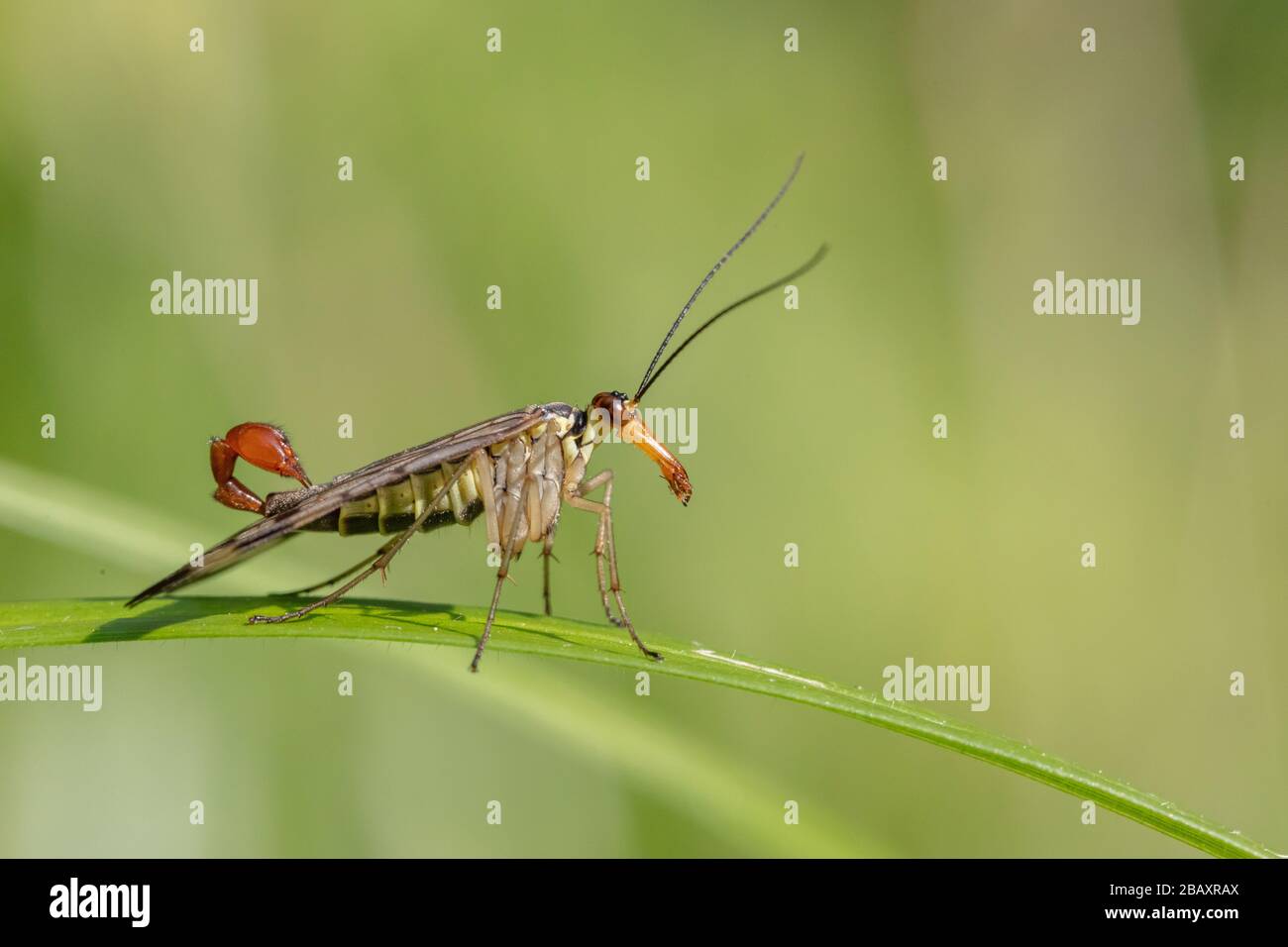Männliche gewöhnliche Skorpionfliege (Panorama communis), die auf einem Blatt ruht Stockfoto
