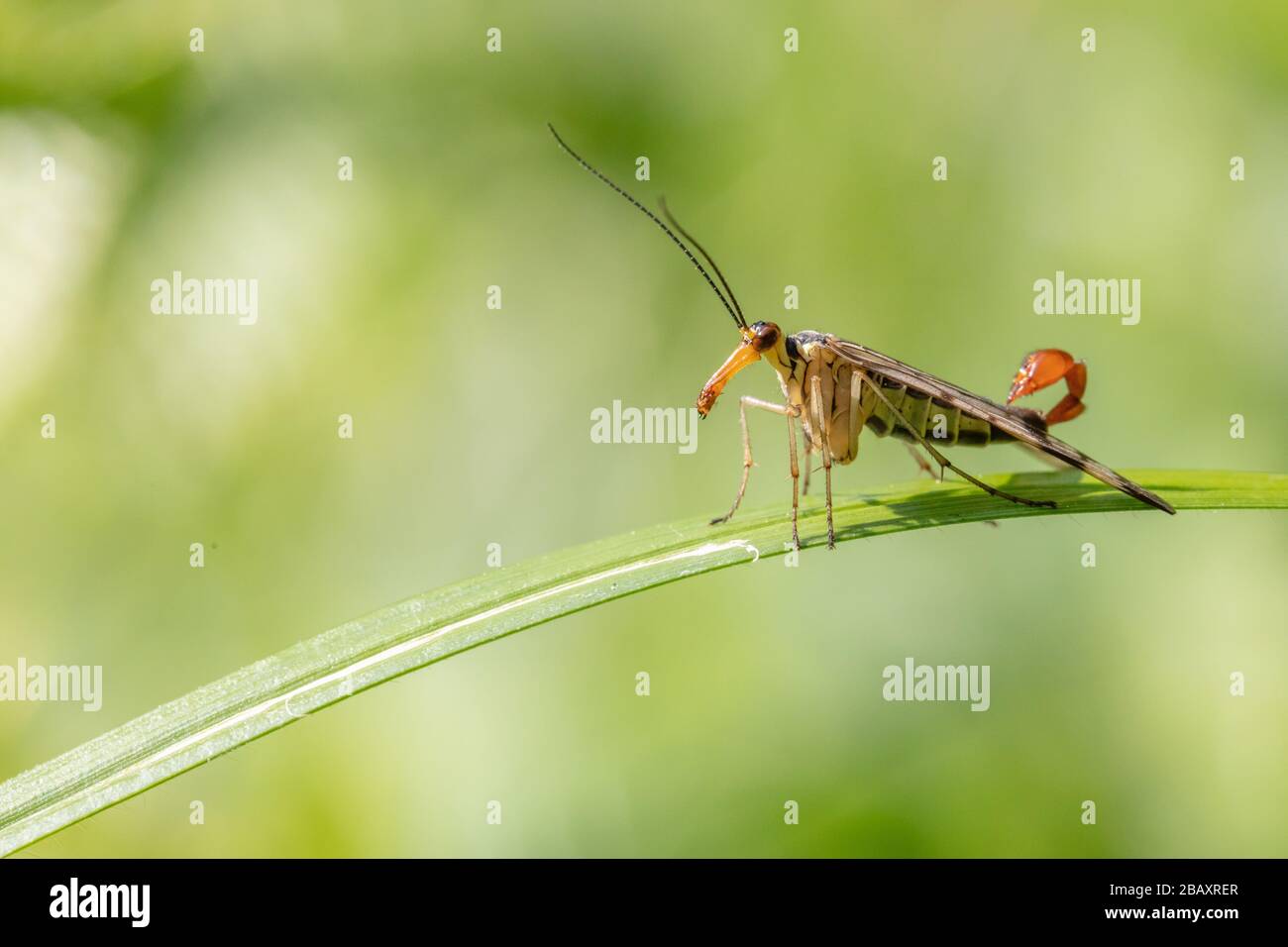 Männliche gewöhnliche Skorpionfliege (Panorama communis), die auf einem Blatt ruht Stockfoto