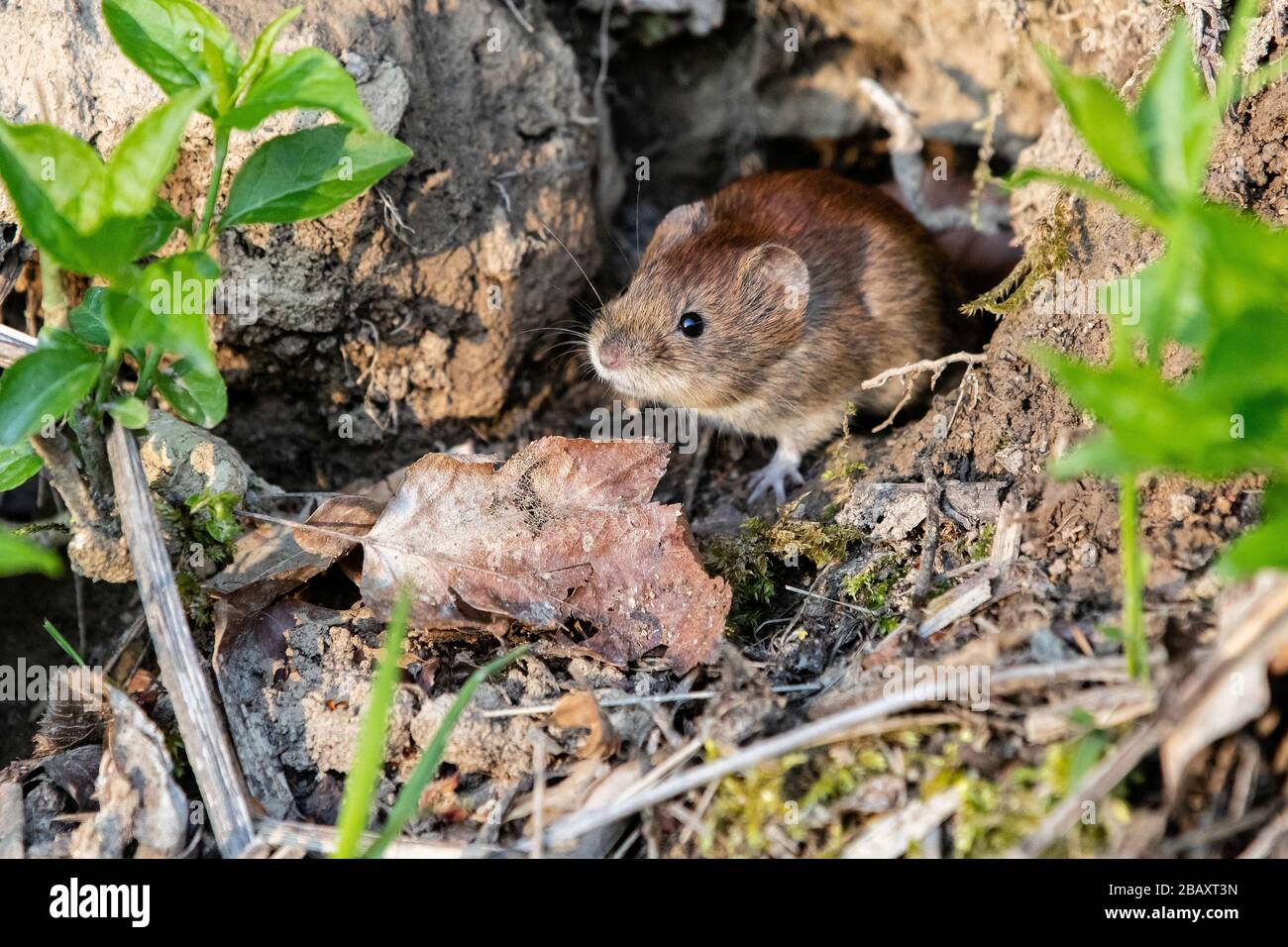 Eine Banklöschmaus (Myodes glareolus) in ihrem natürlichen Lebensraum Stockfoto