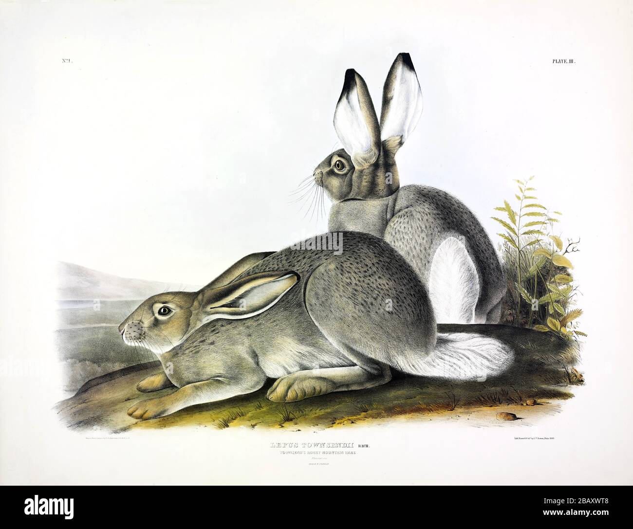 Platte 3 Townsend's Rocky Mountain Hare (White-tailed Jackrabbit) The Viviparous Quadrupeds of North America, John James Audubon, hochauflösendes Bild Stockfoto