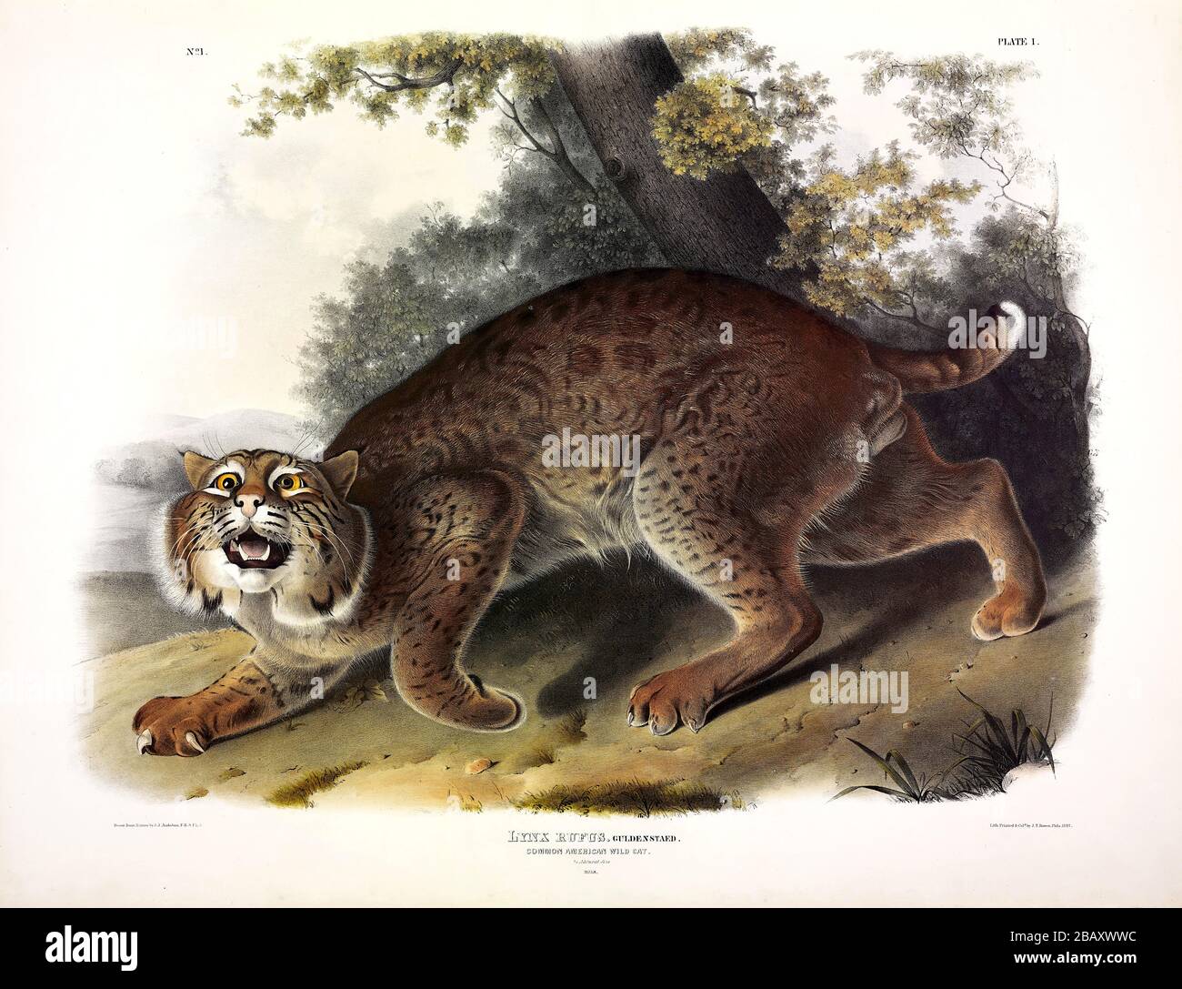 Platte 1 Common American Wild Cat (Lynx rufus) (Bobcat) die viviparen Quadrupeds Nordamerikas, John James Audubon, hochauflösende Bildqualität Stockfoto