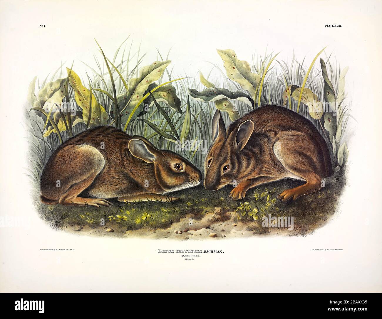 Platte 18 Marsh Hare (Marsh Rabbit) von den lebhaften Vierbeiner von Nordamerika, John James Audubon, sehr hohe Auflösung und Qualität bearbeitete Bild Stockfoto