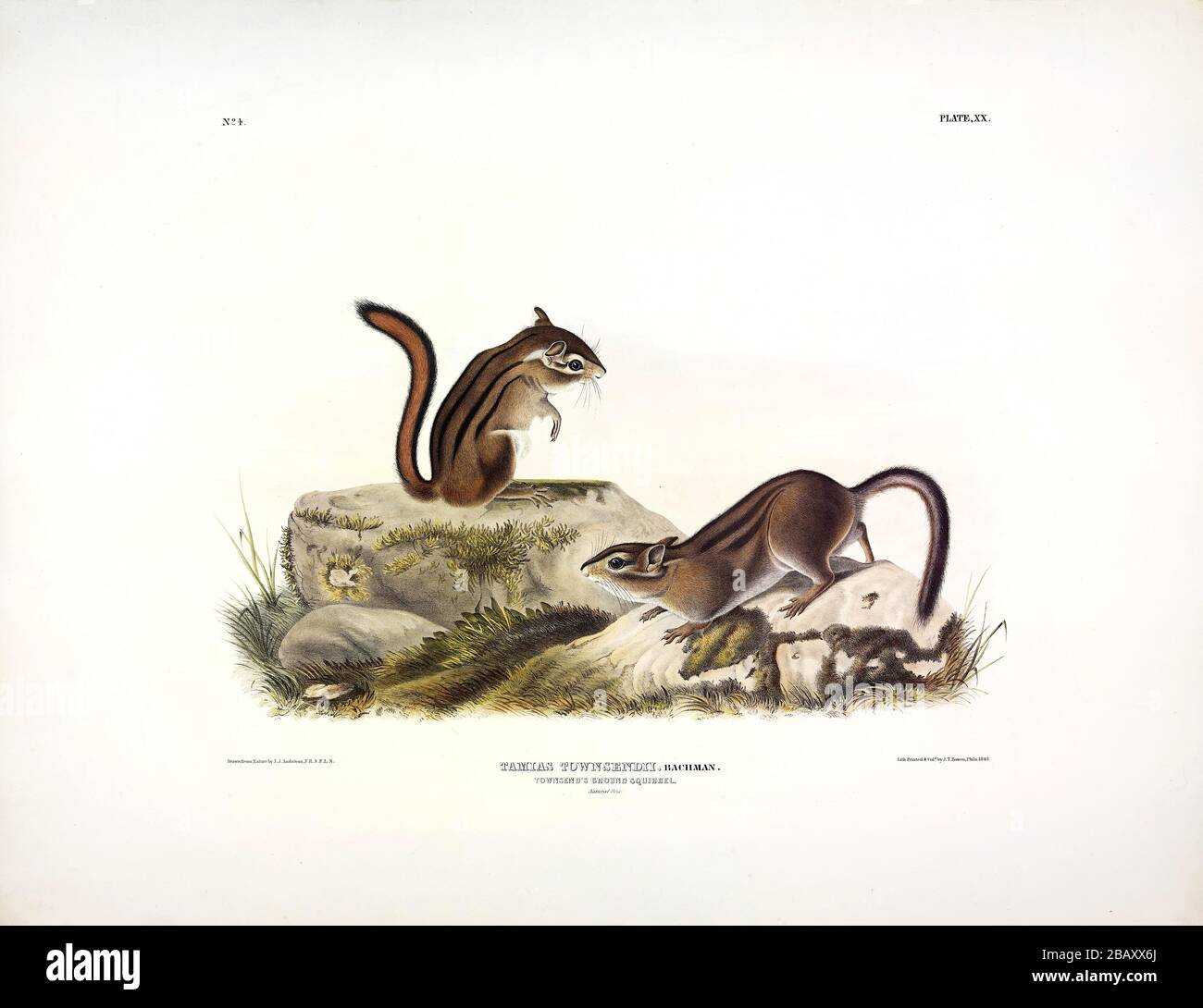 Platte 20 Townsend's Ground Squirrel aus den viviparösen Quadrupeds Nordamerikas, John James Audubon, sehr hochauflösendes und qualitativ hochwertiges bearbeitetes Bild Stockfoto