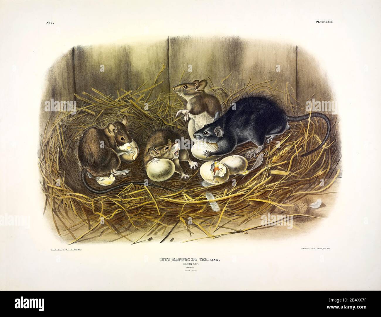 Platte 23 Black Rat (Mus Rattus) aus den viviparösen Quadrupeds Nordamerikas, John James Audubon, sehr hochauflösendes und qualitativ hochwertiges bearbeitetes Bild Stockfoto