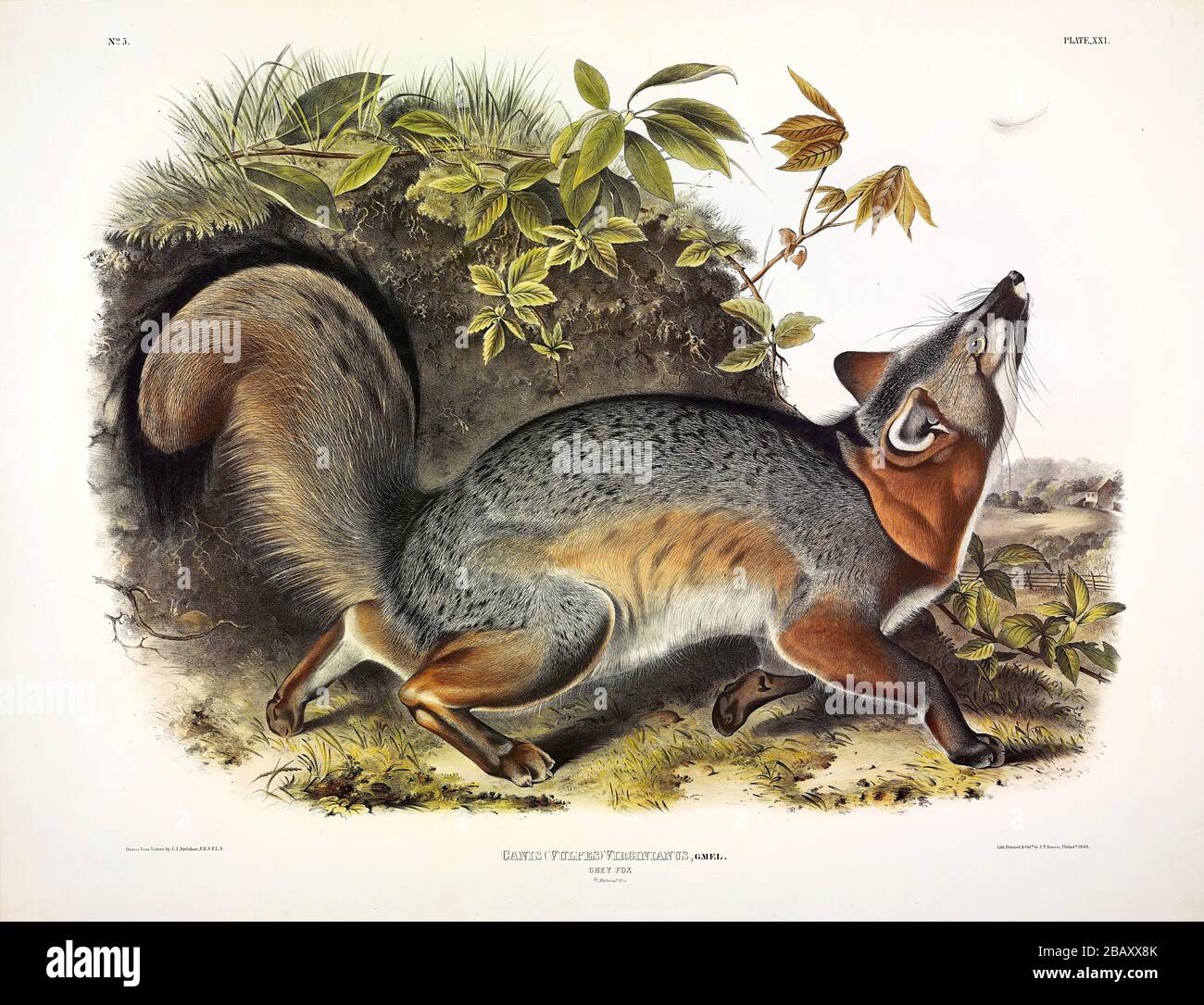 Platte 21 Graufuchs (Canis vulpes virginianus) die viviparösen Quadrupeden Nordamerikas, John James Audubon, sehr hochauflösendes Bild Stockfoto