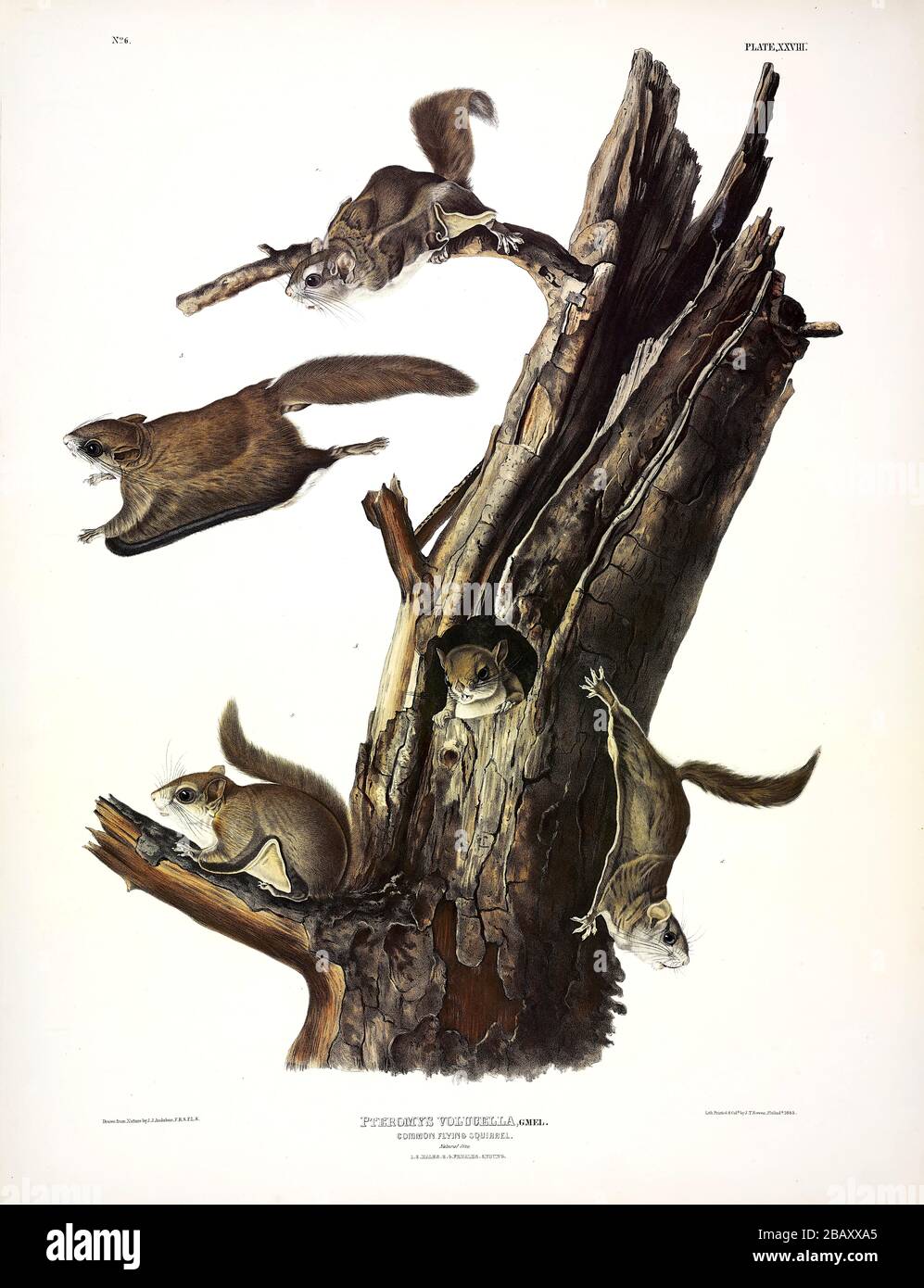 Platte 28 Common Flying Squirrel aus den viviparösen Quadrupeds Nordamerikas, John James Audubon, sehr hochauflösendes und qualitativ hochwertiges bearbeitetes Bild Stockfoto