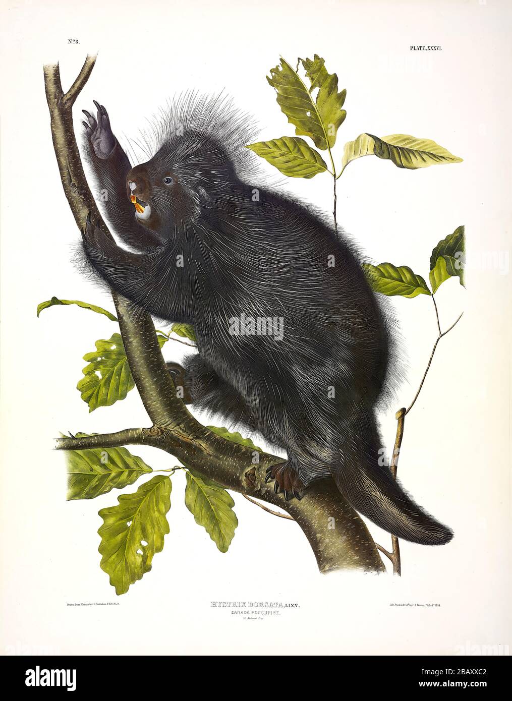 Platte 36 Canada Porcupine (HYSTRIX Dorsata) aus den viviparösen Quadrupeds Nordamerikas, John James Audubon, sehr hohe Auflösung und hochwertige Bearbeitung Stockfoto