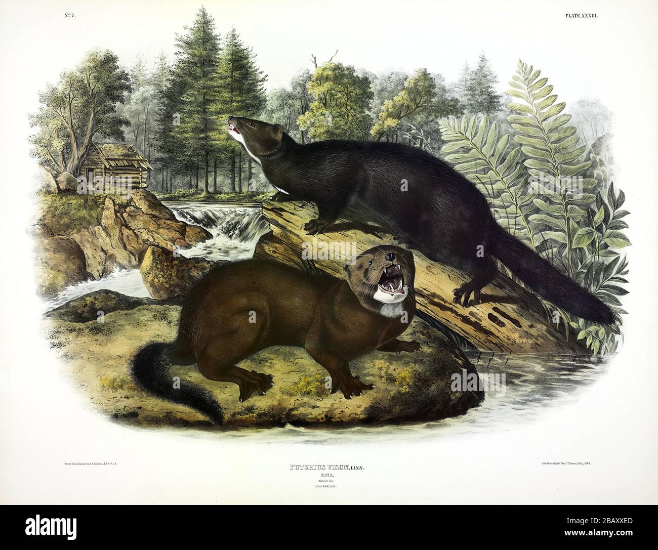 Platte 33 American Mink (Putorius Vison) aus den viviparösen Quadrupeds Nordamerikas, John James Audubon, sehr hochauflösendes Bild Stockfoto