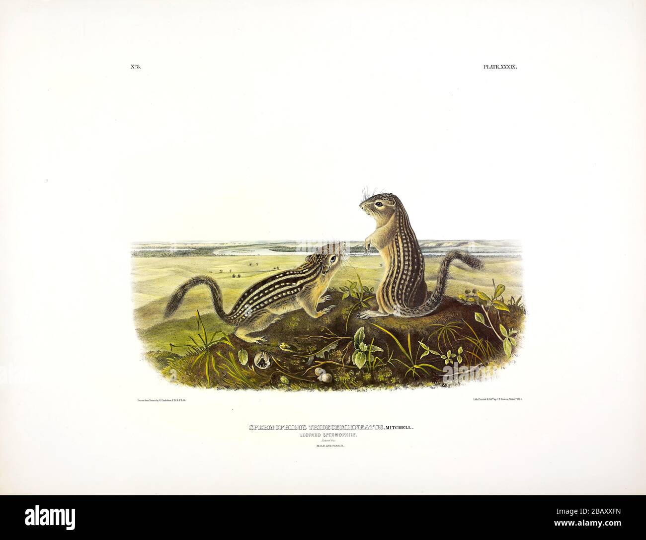 Platte 39 Leopardenspermophile (dreizehn-liniertes Bodenhörnchen) das viviparöse Viereck von Nordamerika John James Audubon sehr hochauflösendes Bild Stockfoto
