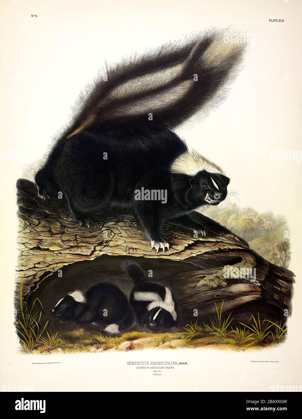 Platte 42 Common American Skunk (Mephitis Americana) (gestreifter Skunk) die viviparen Quadrupeds Nordamerikas, John James Audubon, hochwertige Bilder Stockfoto