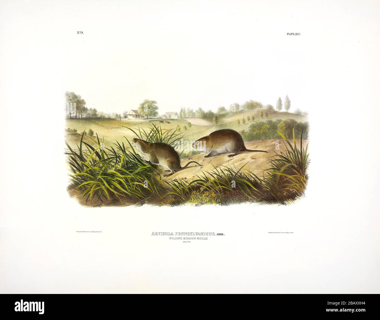 Platte 45 Wilsons Meadow Mouse (Meadow Vole) die viviparösen Quadrupeds Nordamerikas, John James Audubon, sehr hochauflösendes, qualitativ hochwertiges Bild Stockfoto
