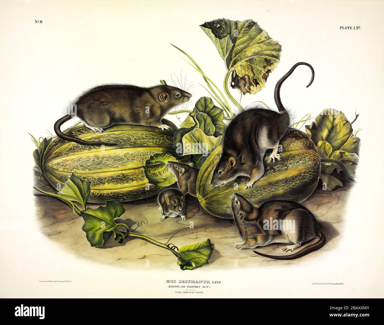 Platte 54 Brown oder Norway, Rat (Mus Decumanus) die viviparösen Quadrupeds Nordamerikas, John James Audubon, sehr hohe Auflösung und hochwertige Bilder Stockfoto