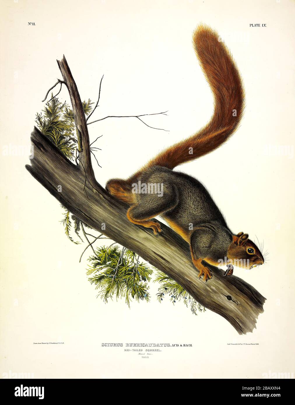 Platte 55 Rotschwänzchenhörnchen (Fox Squirrel) die viviparen Quadrupeds Nordamerikas, John James Audubon, sehr hochauflösendes, qualitativ hochwertiges Bild-Bild Stockfoto