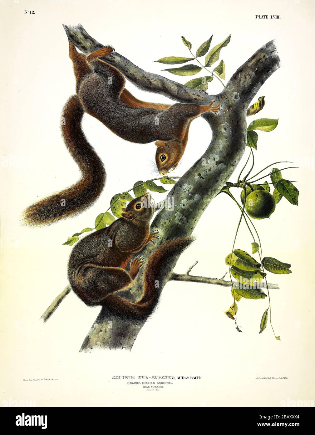 Platte 58 Orange-belaubte Squirrel (Fox Squirrel) die viviparen Quadrupeds Nordamerikas, John James Audubon, sehr hohe Auflösung und hochwertige Bilder Stockfoto