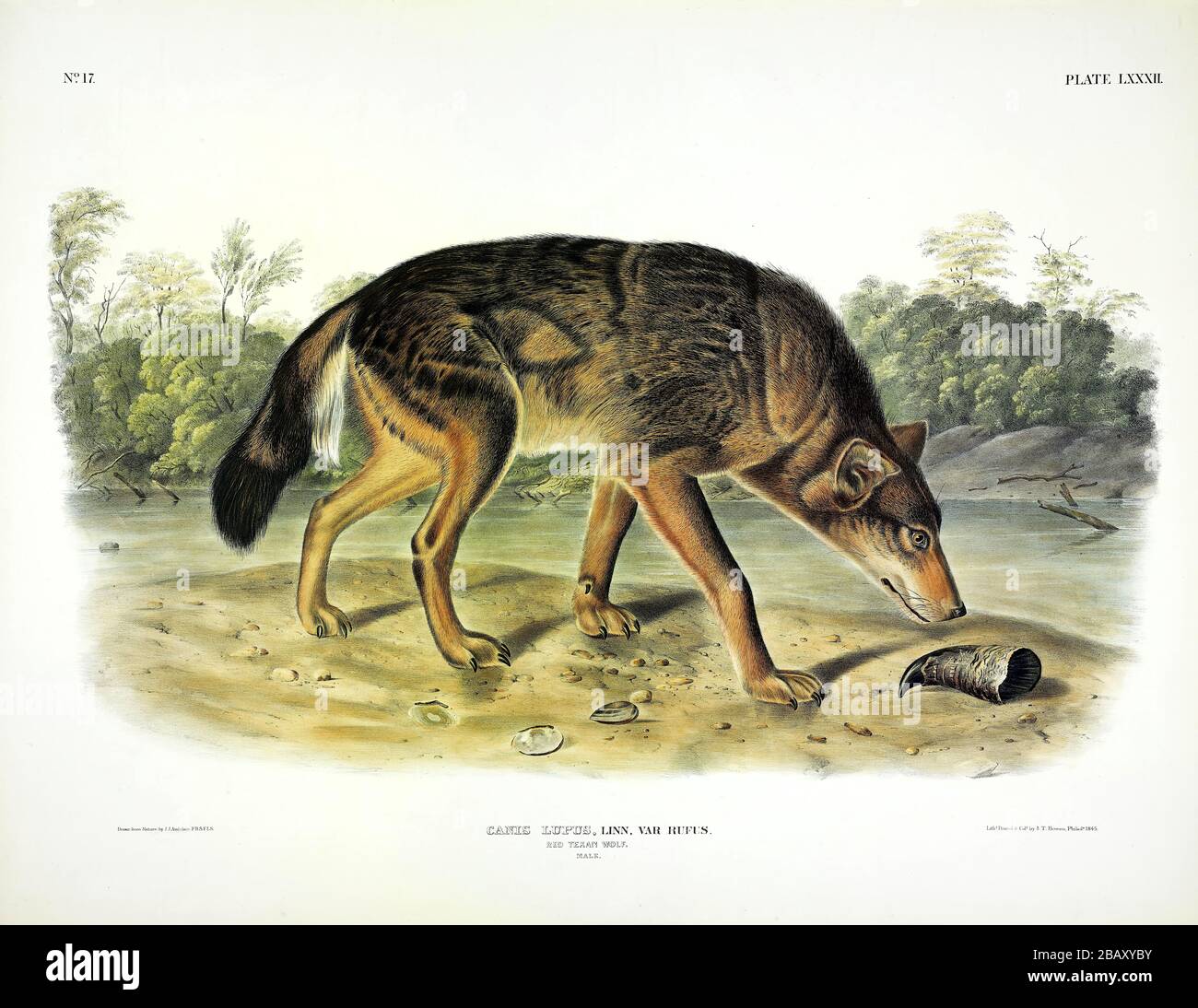 Platte 82 Red Texan Wolf (Canis lupus rufus) die viviparen Quadrupeds Nordamerikas, John James Audubon, sehr hohe Auflösung und hochwertige Bilder Stockfoto