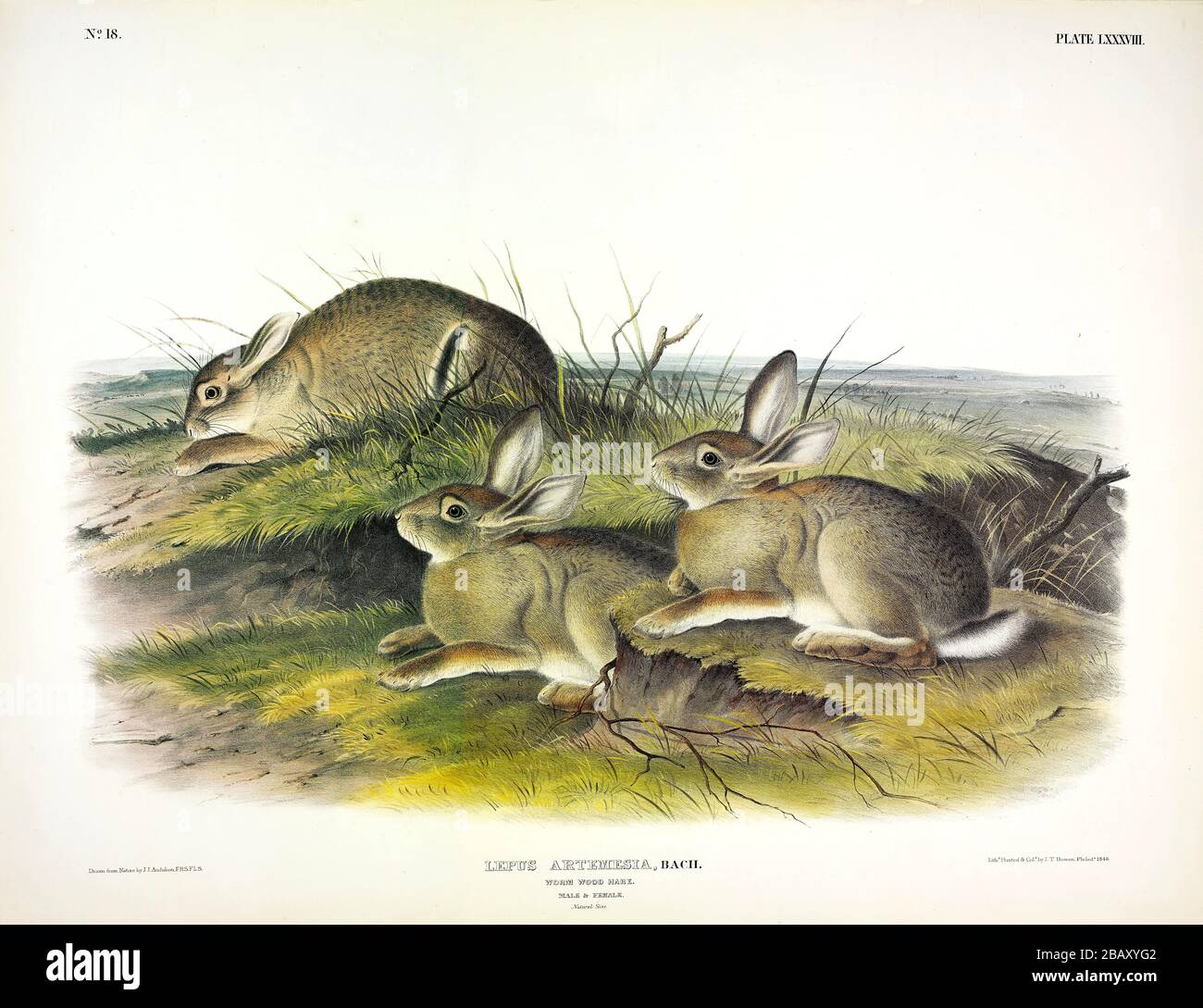 Platte 88 Wormwood Hare (Mountain oder Nuttall's Cottontail) die viviparen Quadrupeds von Nordamerika John James Audubon, sehr hochauflösendes Bild Stockfoto