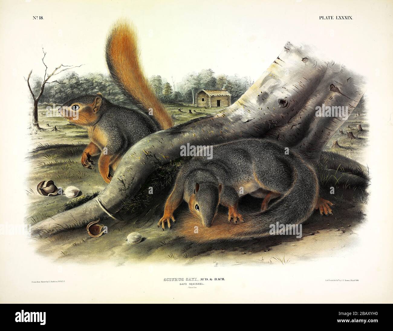 Plate 89 Say's Squirrel (Sciurus Sayi) (Fox Squirrel) die viviparen Quadrupeds Nordamerikas, John James Audubon, hochauflösende Bildqualität Stockfoto