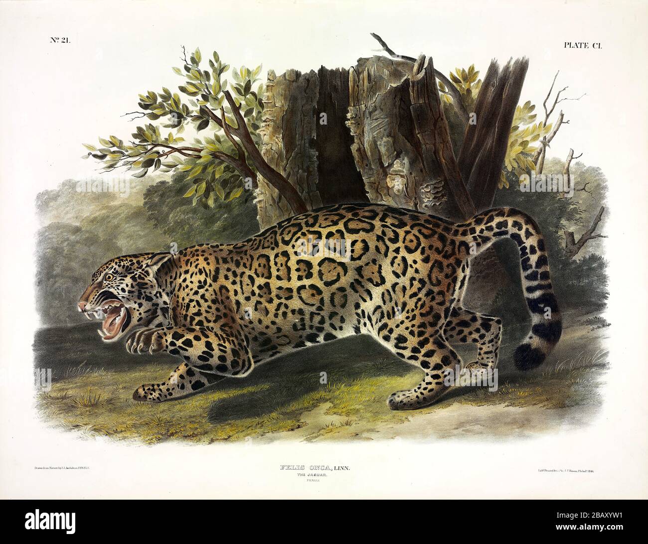 Plate 101 Jaguar (Felis Onca) aus den viviparösen Quadrupeds Nordamerikas, John James Audubon, sehr hochauflösendes und qualitativ hochwertiges Bild Stockfoto