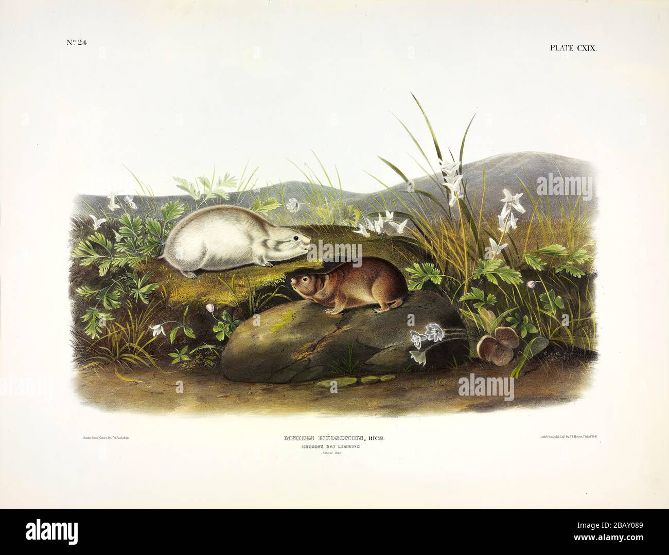 Platte 119 Hudson's Bay Lemming (Ungava Collared Lemming) die viviparen Quadrupeds Nordamerikas, John James Audubon, ein sehr hochauflösendes Bild Stockfoto