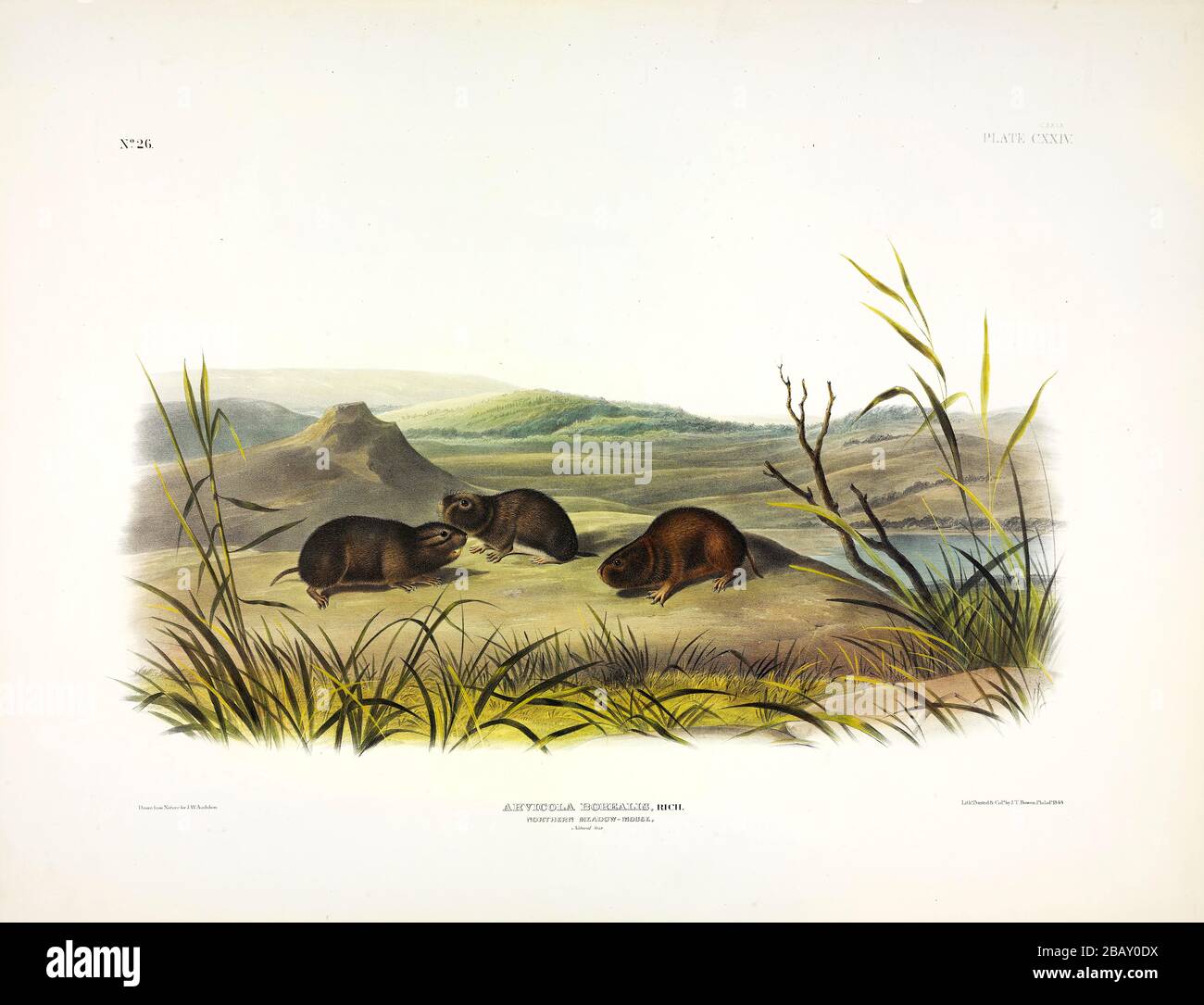 Platte 129 Northern Meadow-Mouse (Northern bog Lemming) von den viviparösen Quadrupeds Nordamerikas, John James Audubon, sehr hochauflösendes Bild Stockfoto