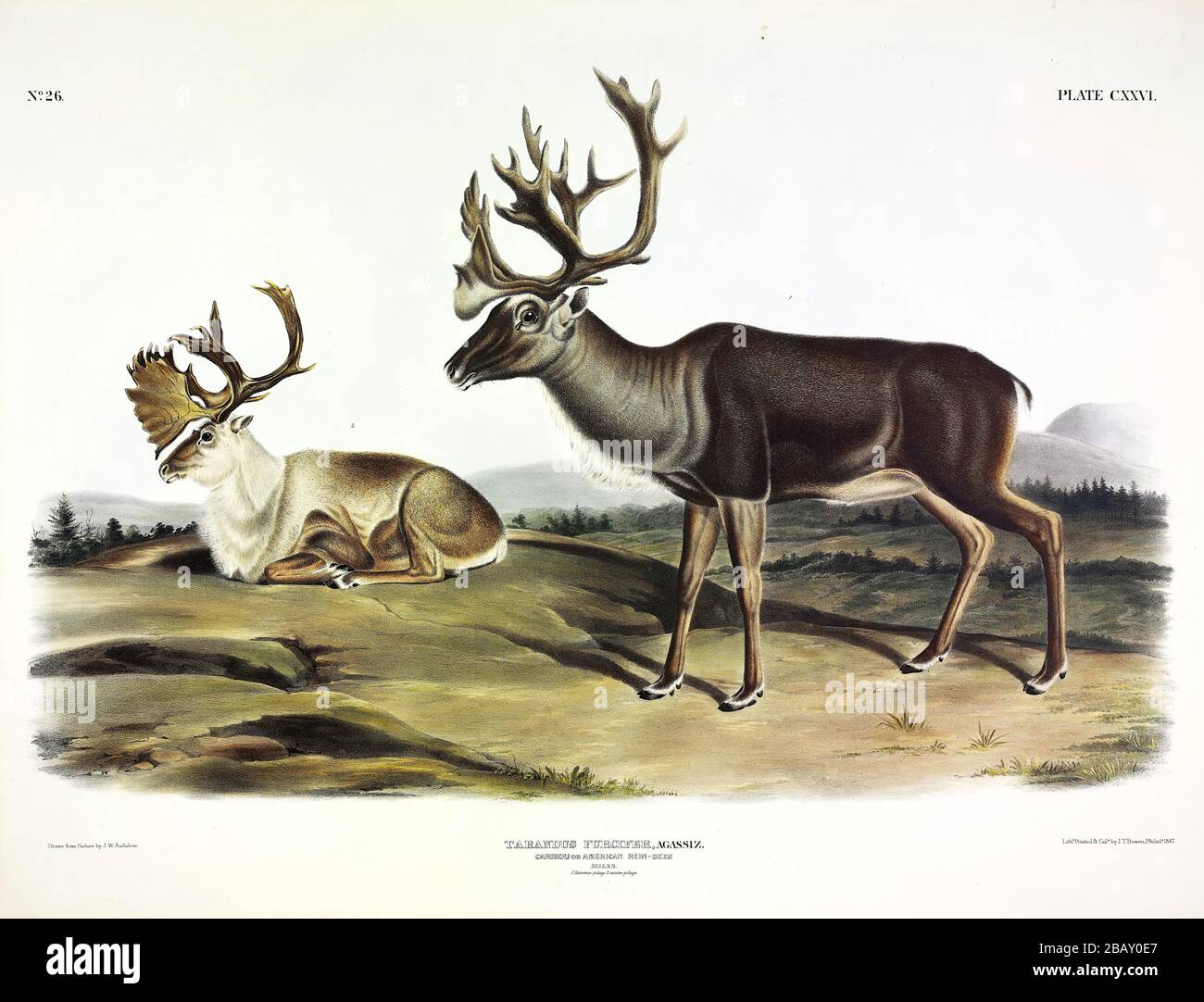 Platte 126 Caribou oder amerikanische Rentiere aus den viviparösen Quadrupeds Nordamerikas, John James Audubon, sehr hochauflösendes Bild Stockfoto