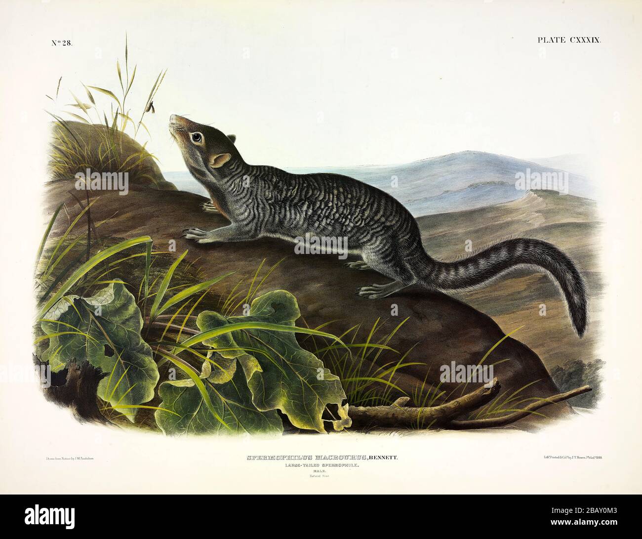 Platte 139 großgeschirmtes Spermophile aus den viviparösen Quadrupeds Nordamerikas, John James Audubon, sehr hochauflösendes und qualitativ hochwertiges bearbeitetes Bild Stockfoto